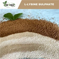 Sulfate de Lysine